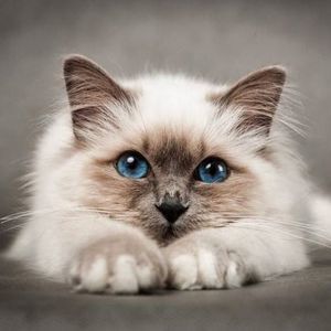 Meet your Posher, Camellia